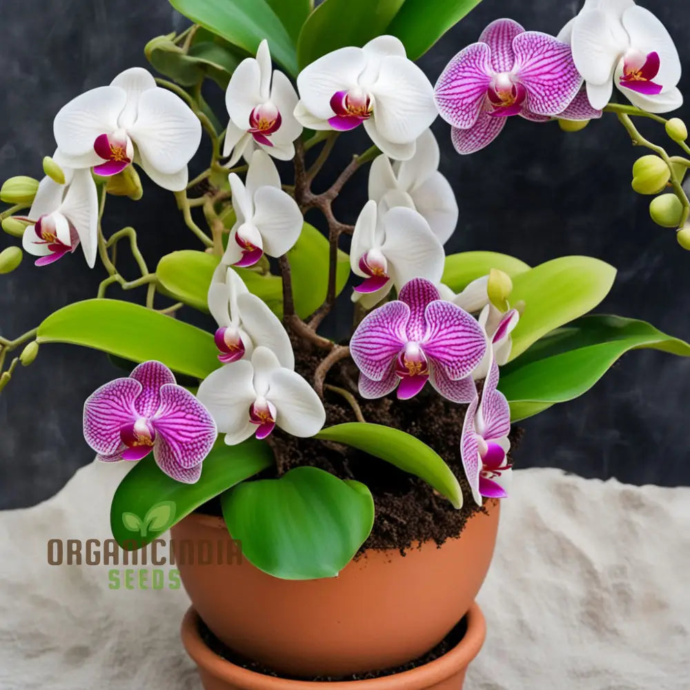 Colorful Phalaenopsis orchid blooms in mixed varieties
