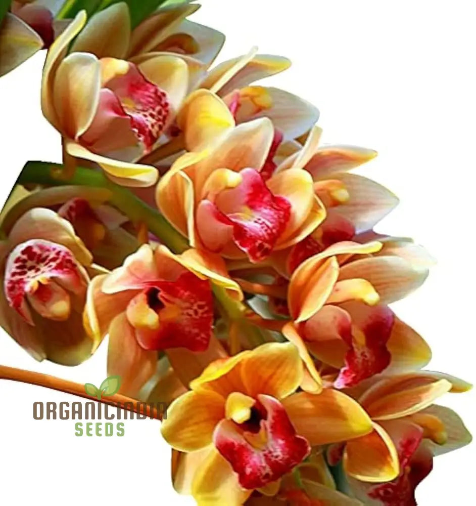 Orchid seeds plant growth stages in pot