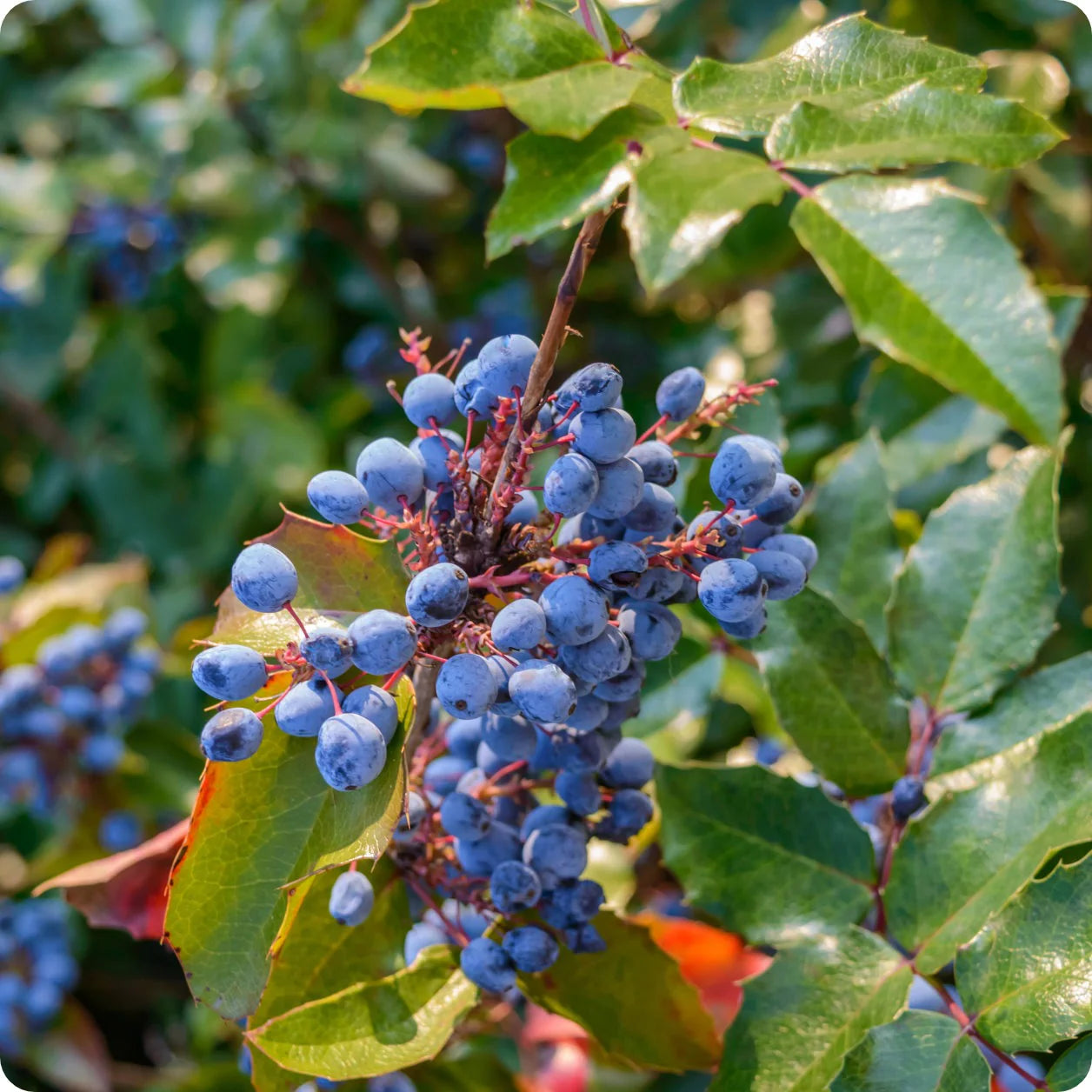 Oregon Grape Holly Seeds Non-GMO for Planting