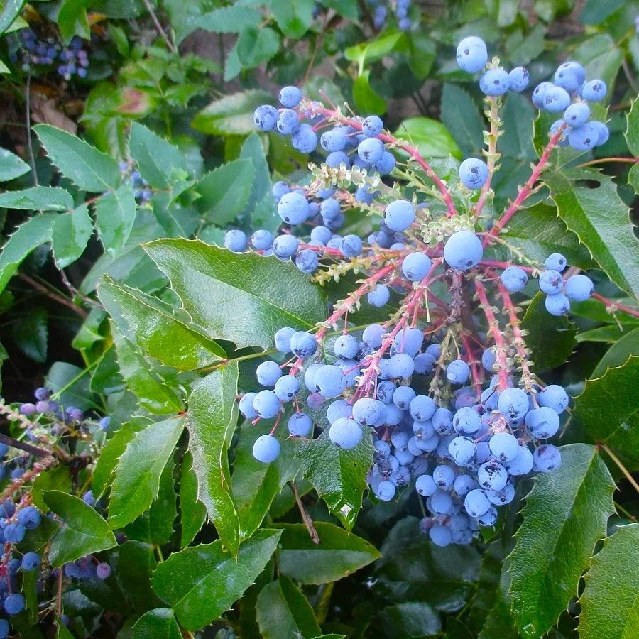 Mahonia aquifolium Oregon Grape Seeds – Medicinal and Ornamental Shrub