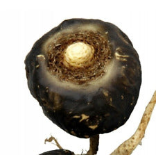 Organic Black Maca seeds easy to grow non GMO variety