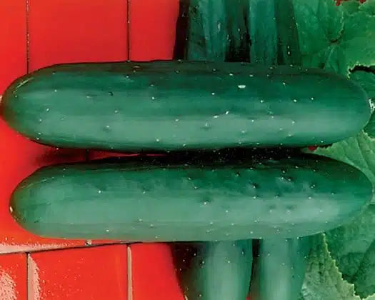 Organic Dasher II Cucumber Seeds for Home Garden and Greenhouse
