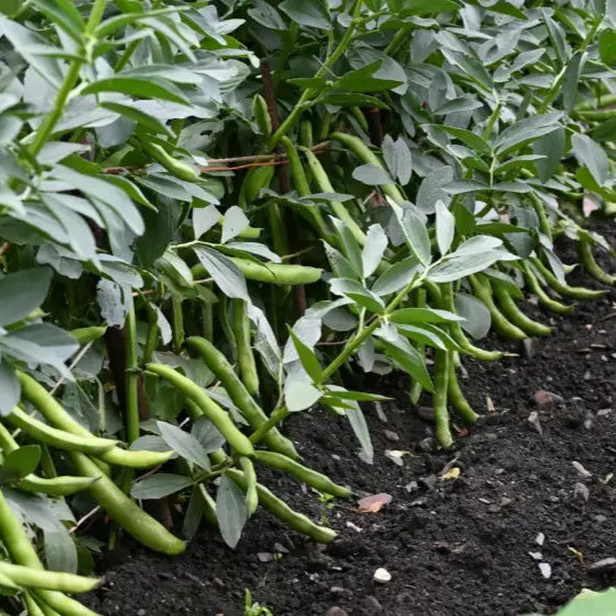 Mature Organic Edamame Bean Plant from Seeds, High-Yield Green Shell Beans