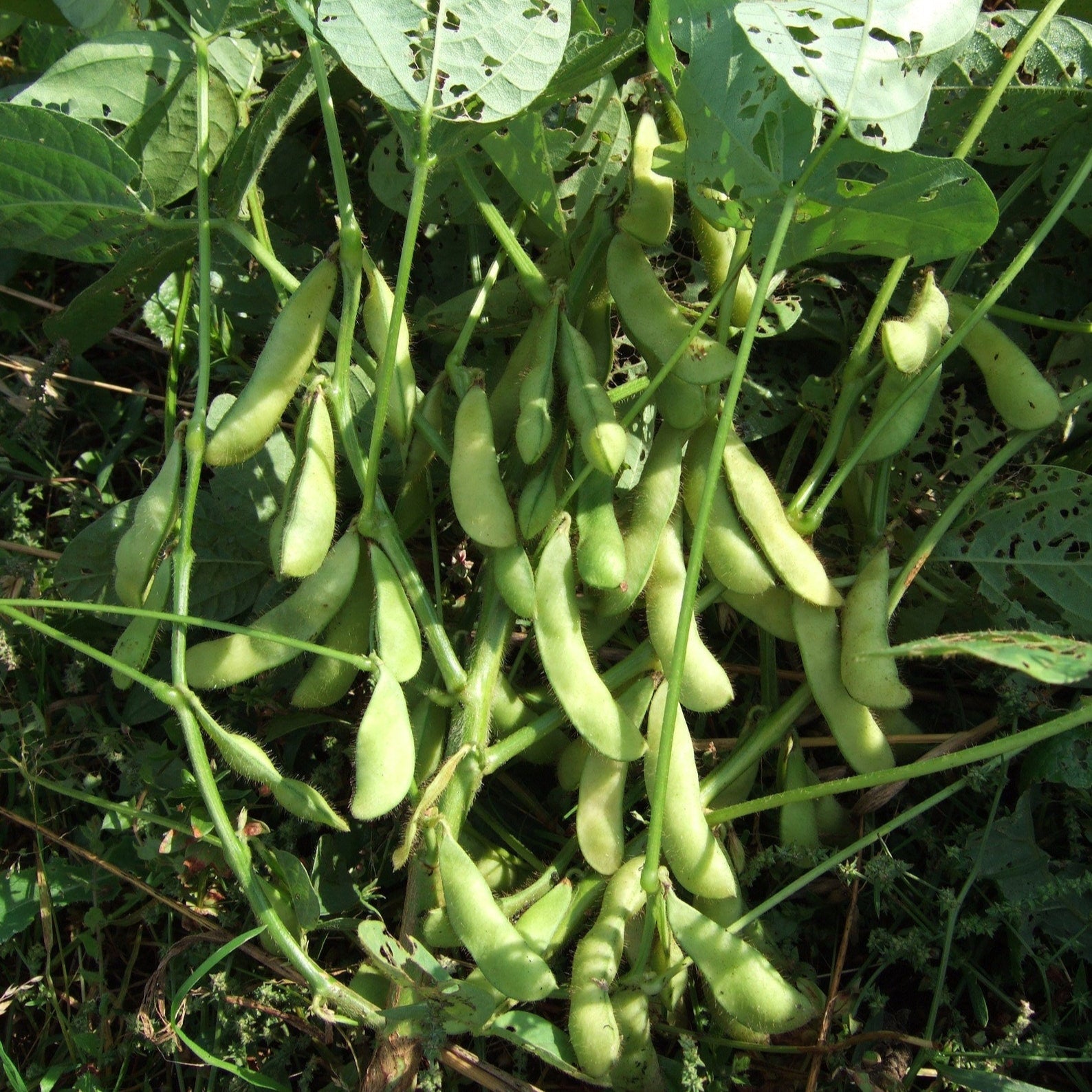 Organic Edamame Bean Seeds – Green Shell, Non-GMO, High-Yield Home Garden Seeds