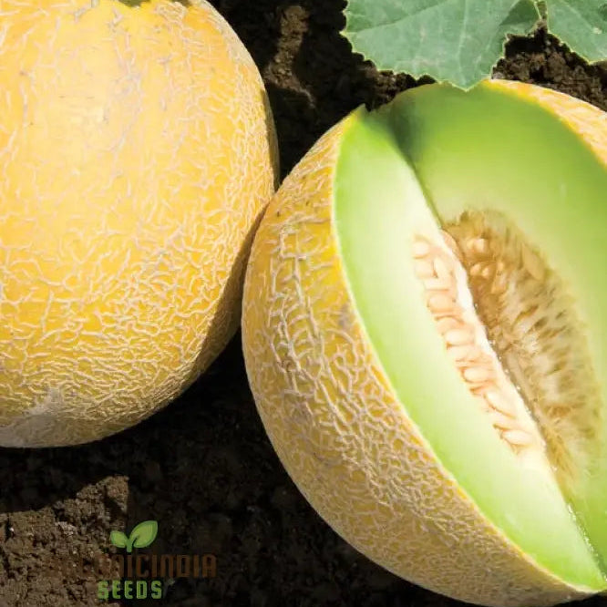 Organic Galia Melon Seeds For Your Vibrant Garden: Shop Now