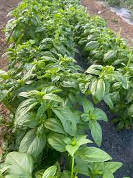 Organic Non-GMO Genovese Basil Seeds with High Germination Rate