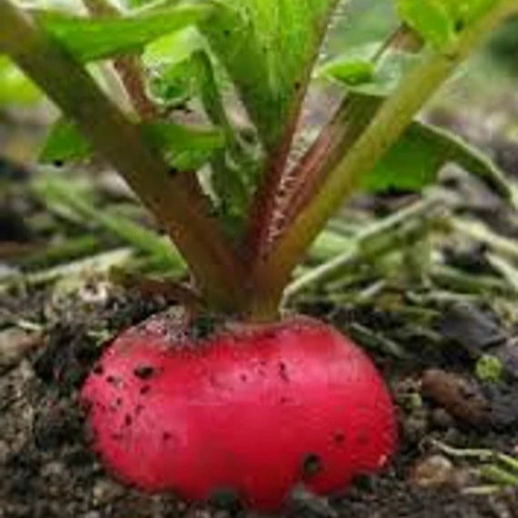 Organic German Giant Radish Seeds for High Yield Planting