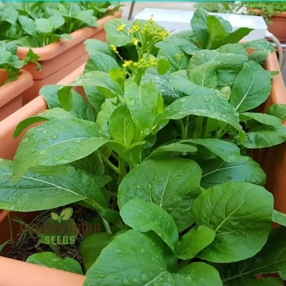 Organic Green Choy Sum Seeds for Home Garden, Easy-to-Grow Leafy Vegetable Seeds