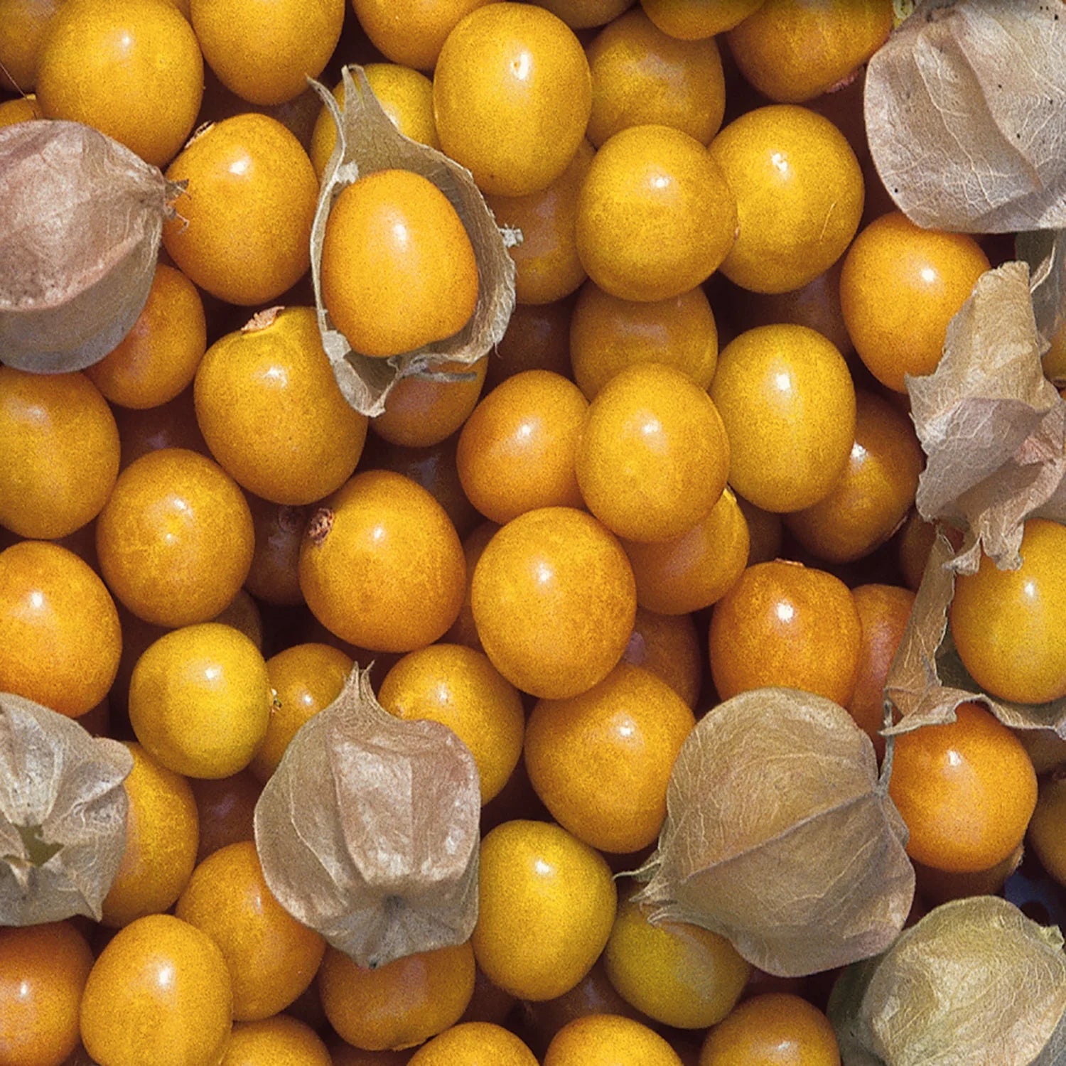 Organic Ground Cherry Seeds – Non-GMO Heirloom Golden Berry for Planting