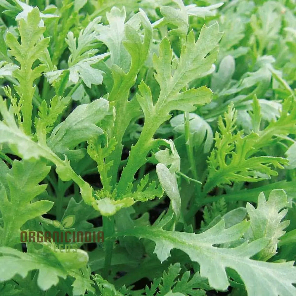 Organic Mustard Amsoi Green Seeds for Home Garden Enthusiasts