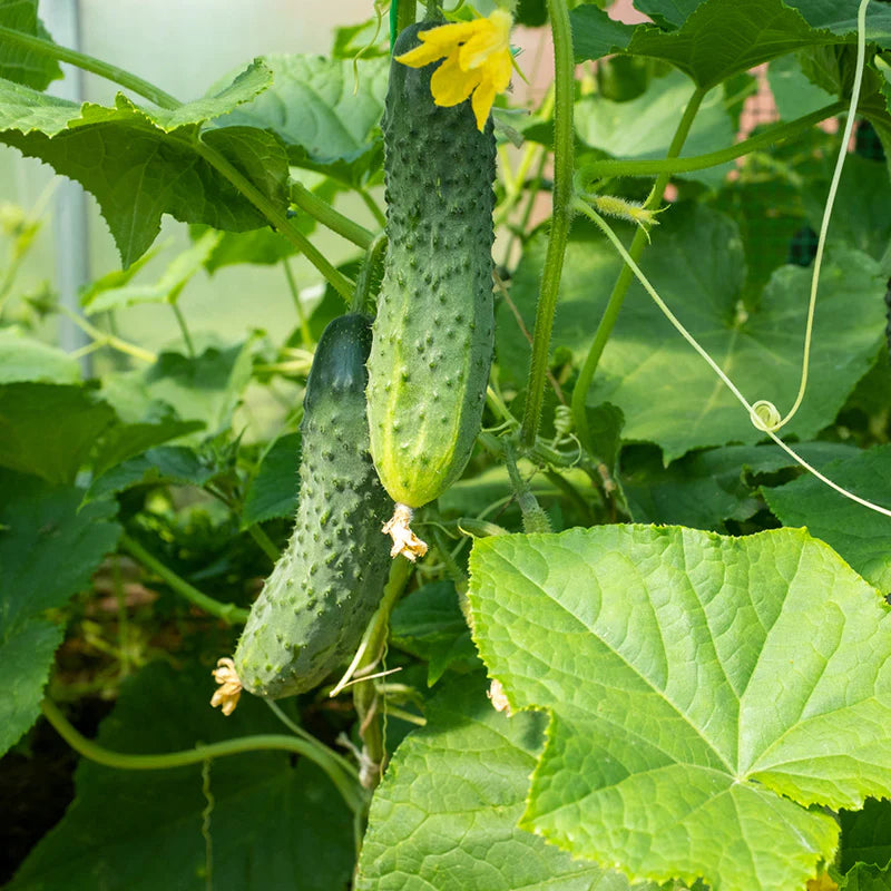 Organic National Pickling Cucumber Seeds High Yield Gardening