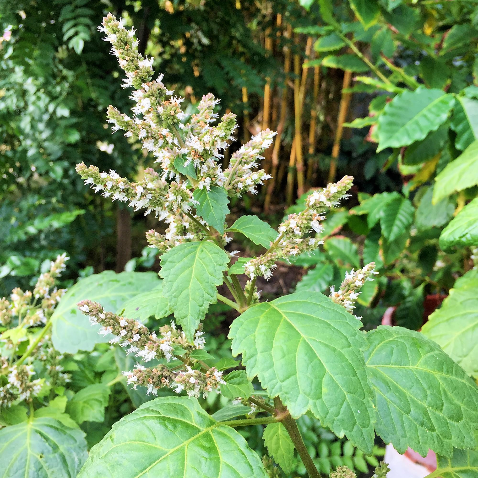 Organic Patchouli Seeds Non-GMO for Home Gardening