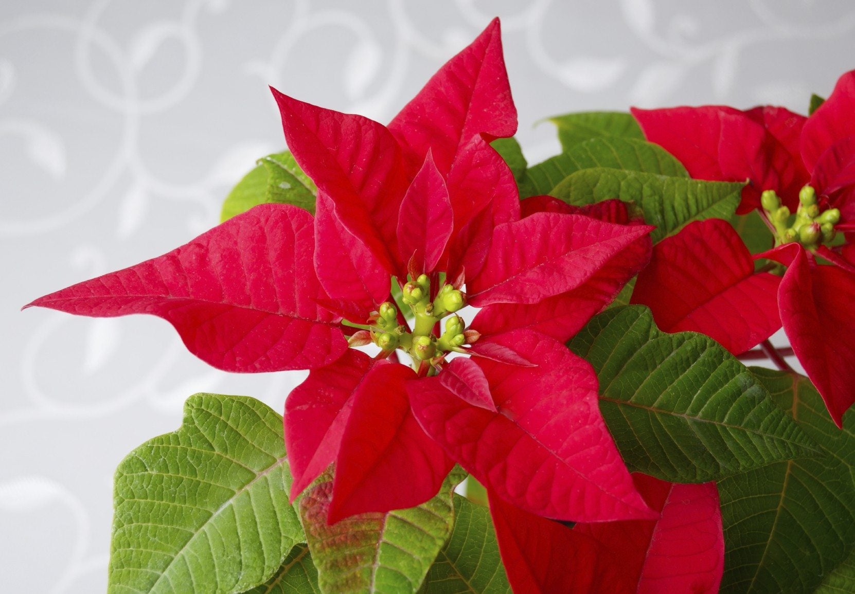 Organic poinsettia seeds for home gardening