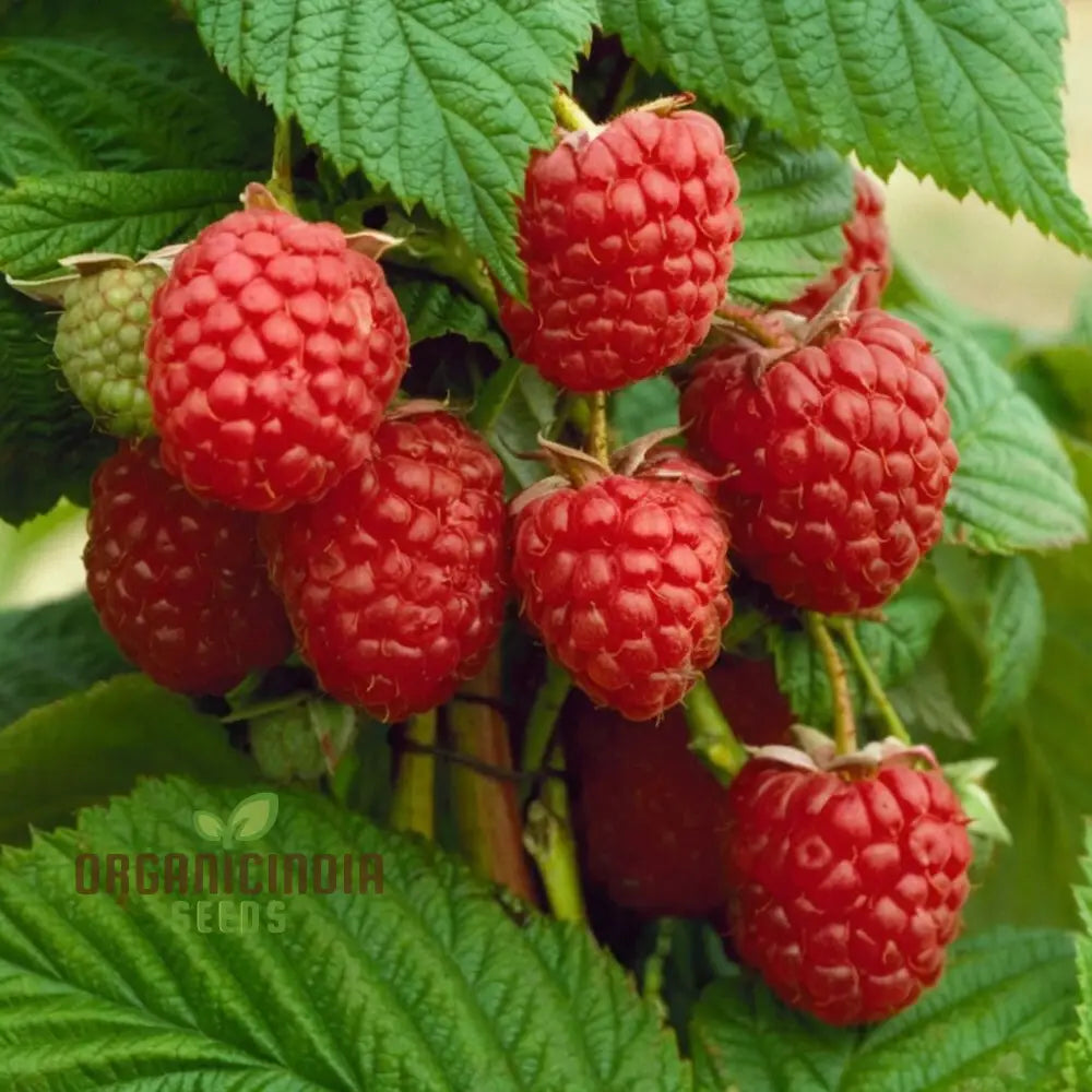 Organic Red Raspberry Seeds For Gardening Enthusiasts – Perfect Thriving Gardens And Bountiful