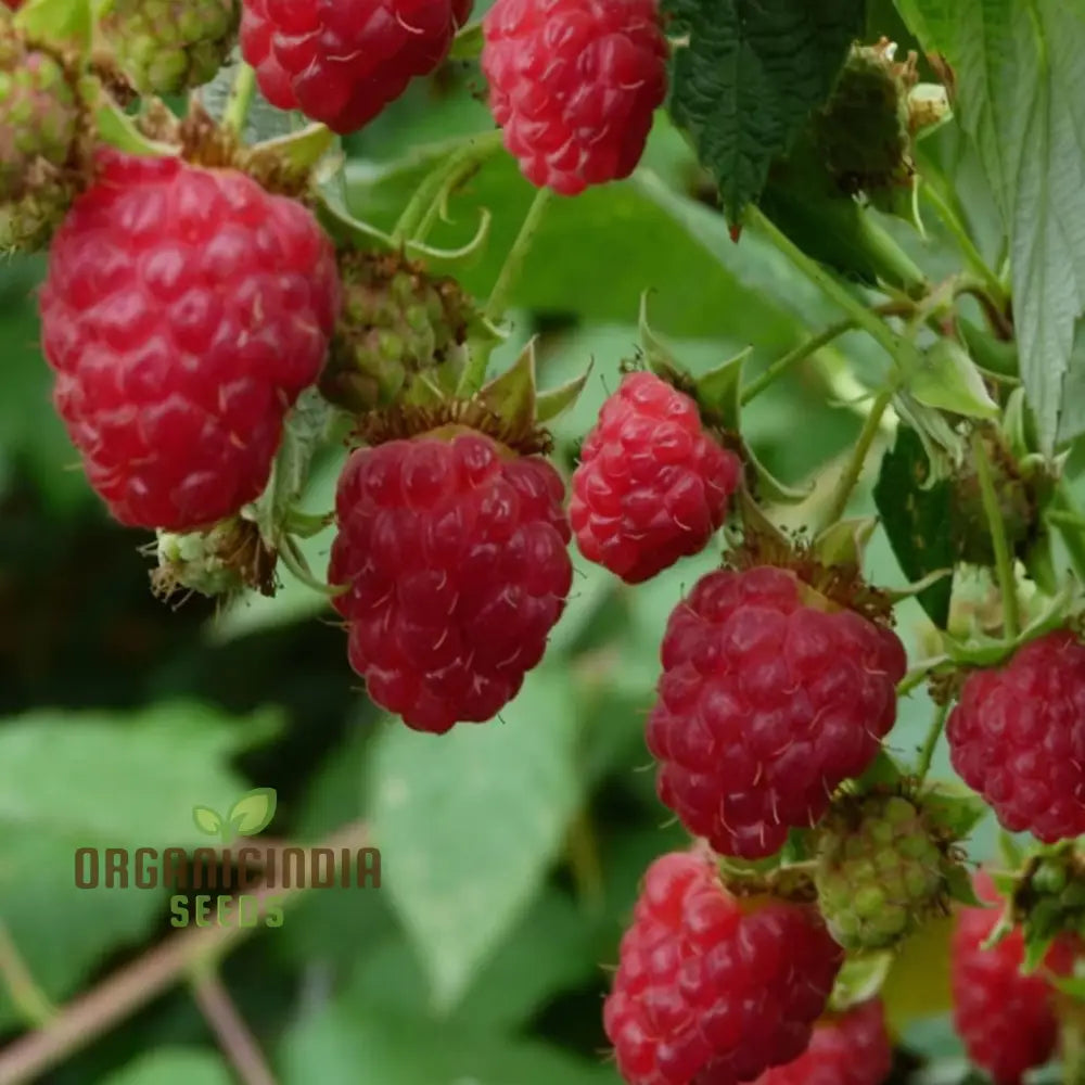Organic Red Raspberry Seeds For Gardening Enthusiasts – Perfect Thriving Gardens And Bountiful