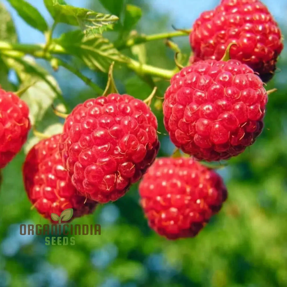 Organic Red Raspberry Seeds For Gardening Enthusiasts – Perfect Thriving Gardens And Bountiful