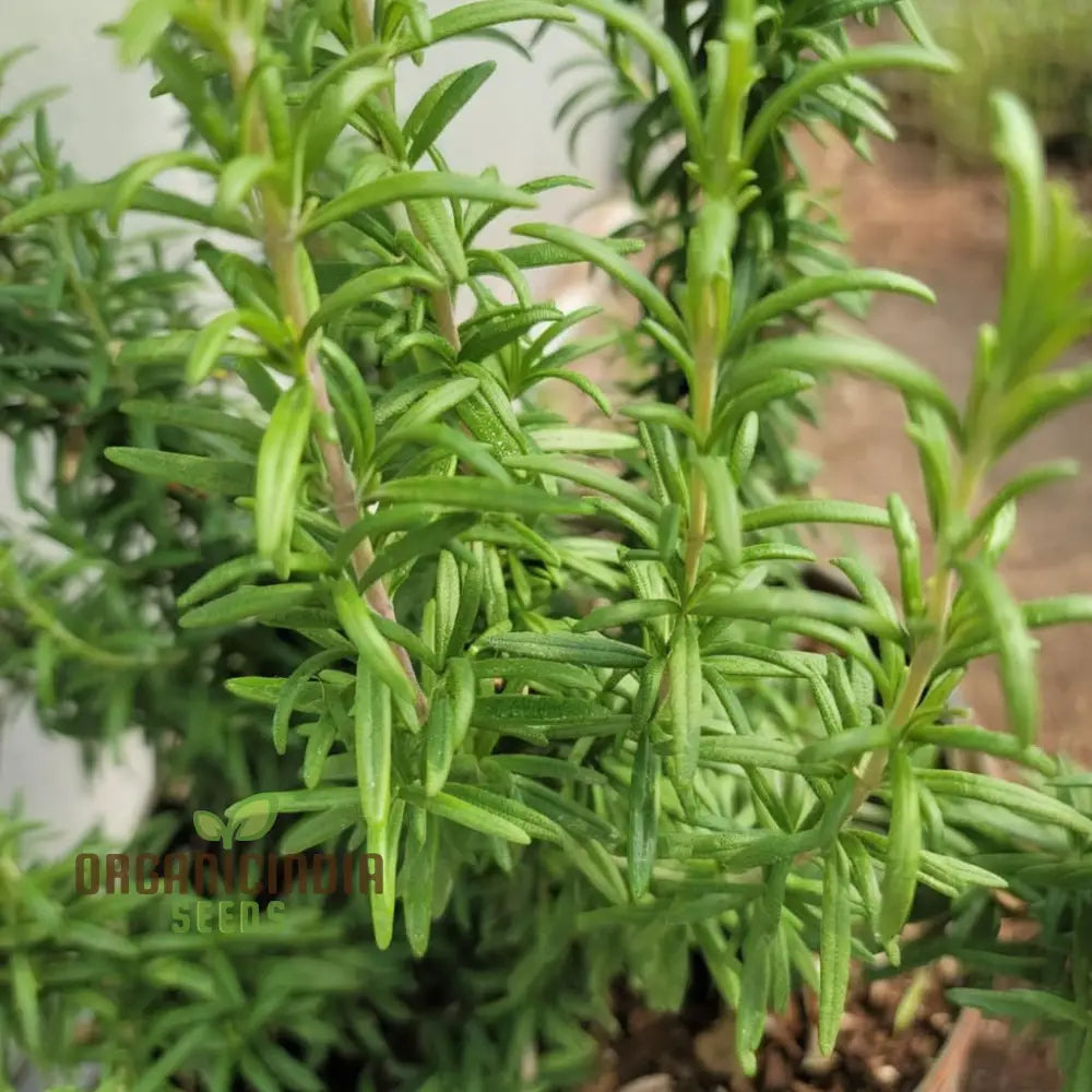 Organic Rosemary Seeds Rosmarinus Officinalis Aromatic Herb