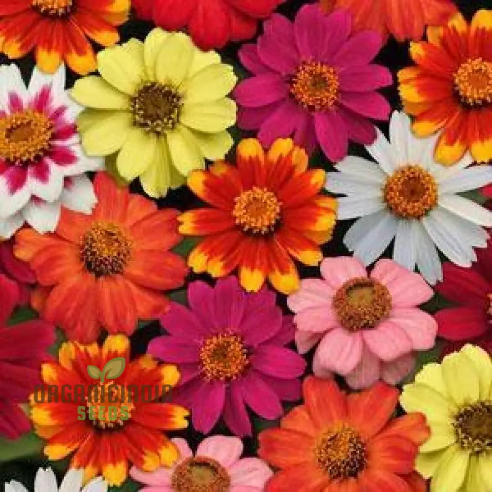 Organic single flowered mix seeds for colorful gardens