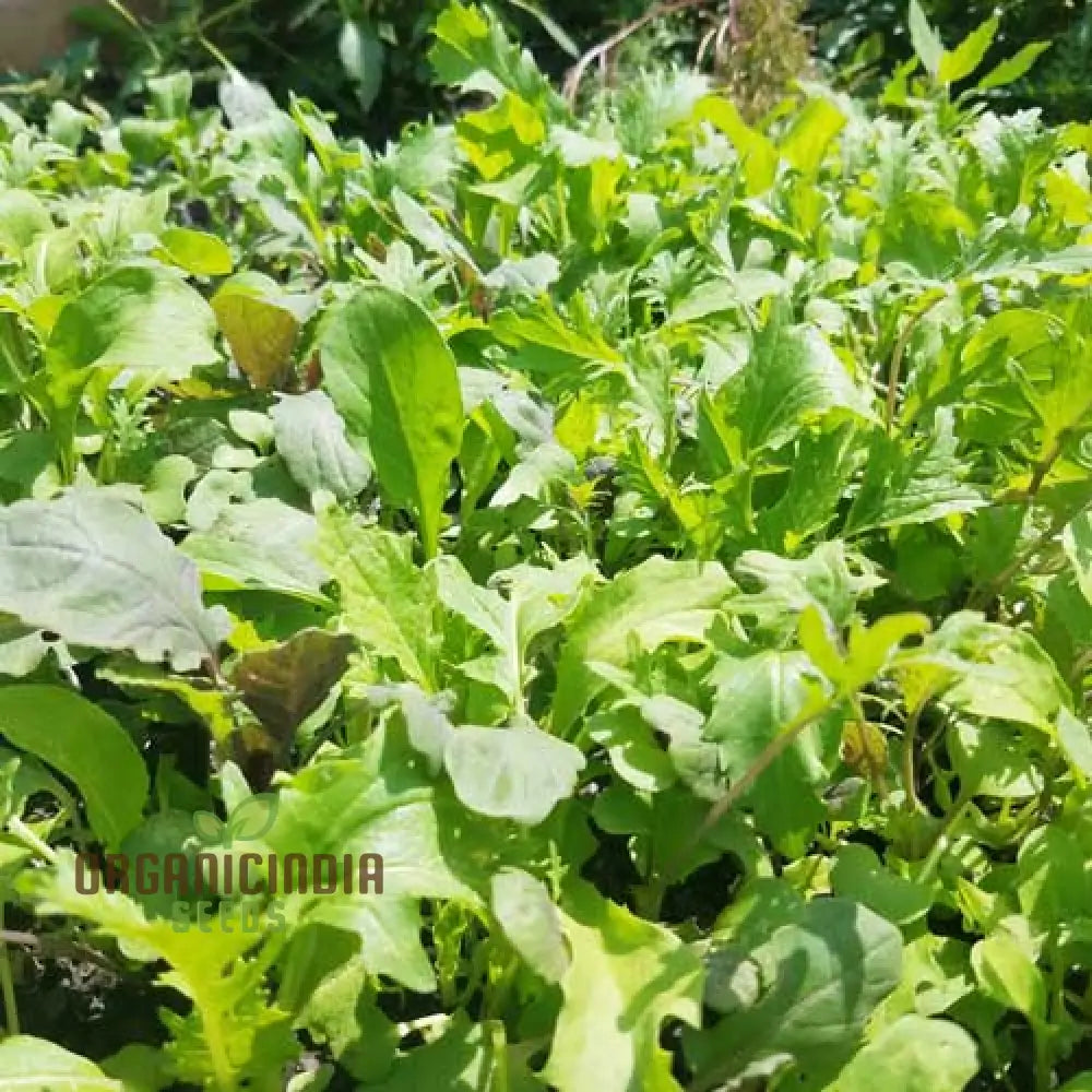 Organic Spicy Greens Mix Seeds for Planting, Home Garden Salad Leaves