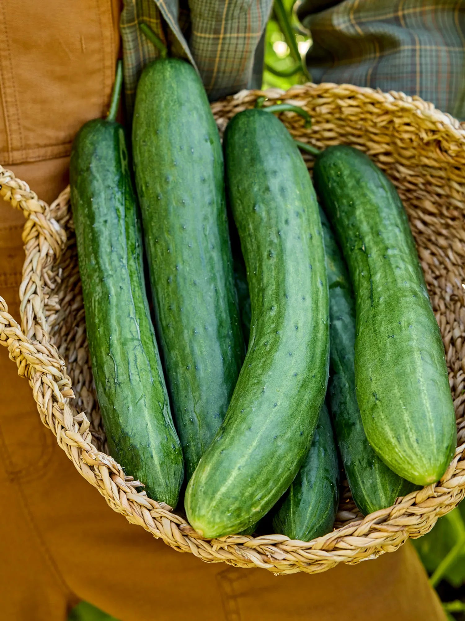 Organic Sweet Success Cucumber Seeds High Yield Gardening