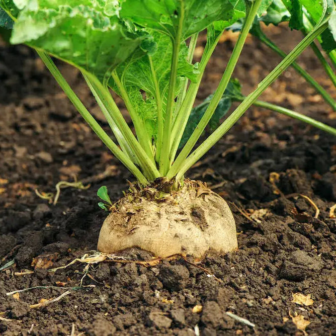 Organic White Beet Root Seeds for Planting, Pure and Fresh Vegetable Seeds