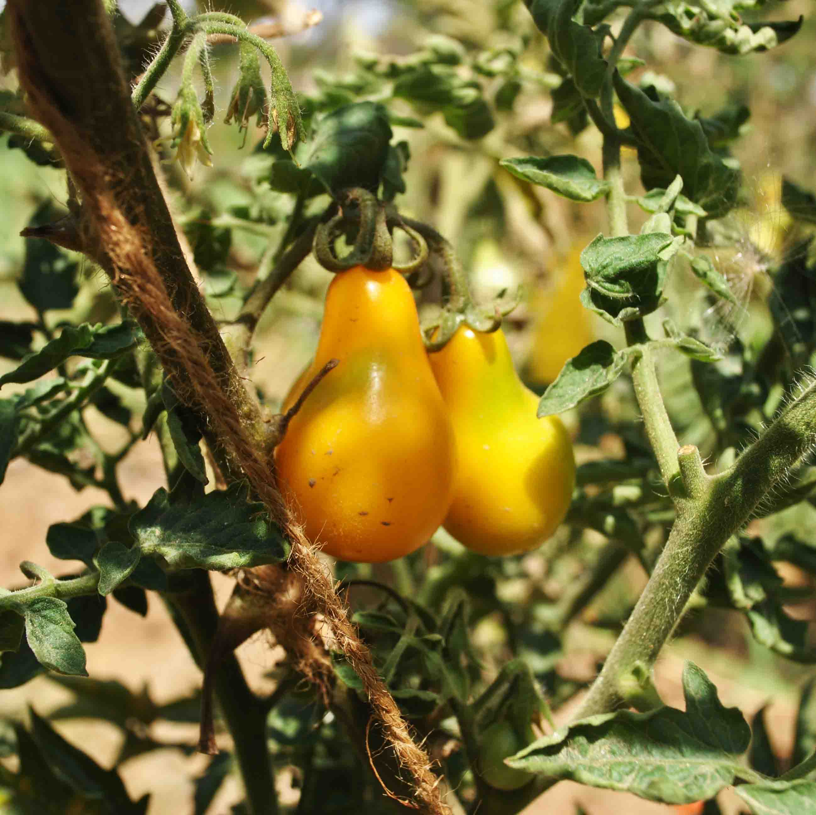 Organic Yellow Pear Tomato Seeds – High Yield Cherry Tomatoes