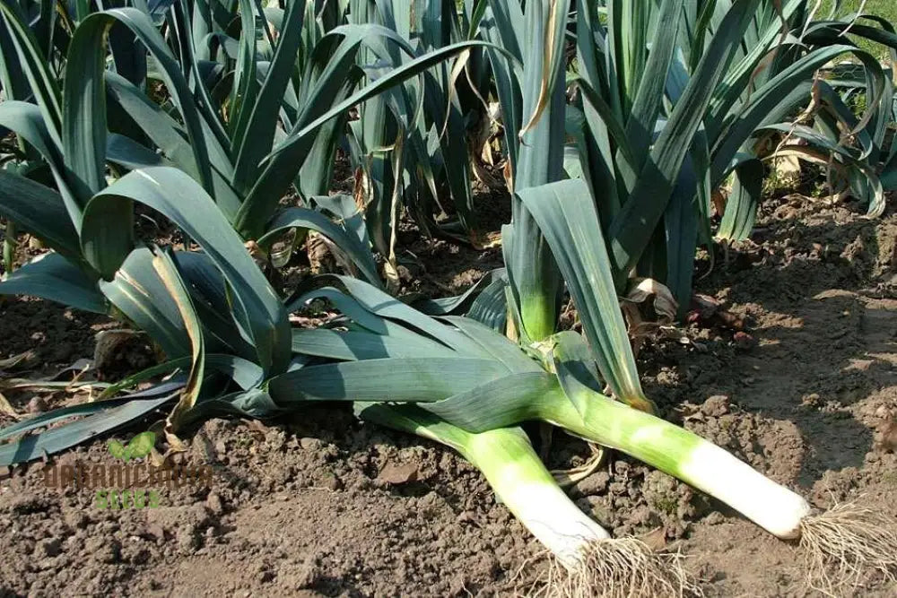 Chinese Leek Plant Growing in Container from Oriental Allium Adventure Seeds