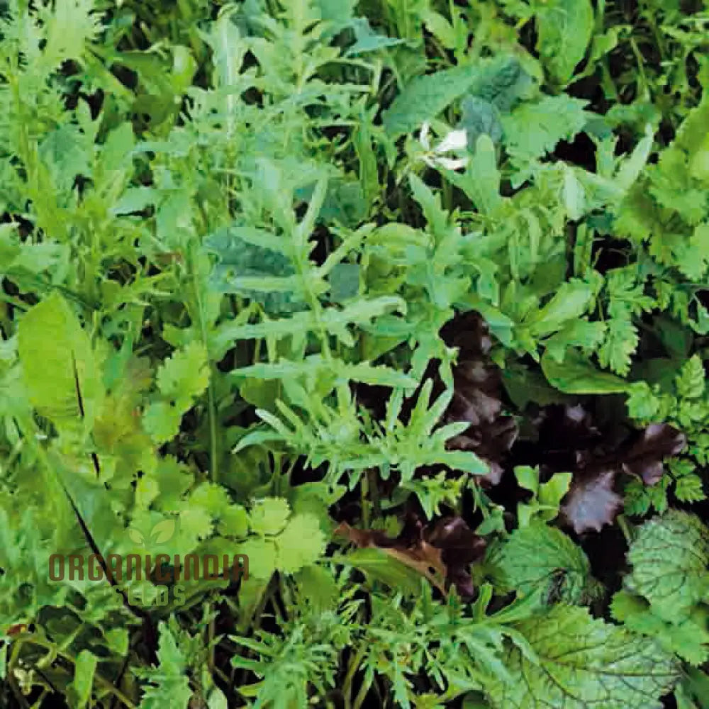 Mixed Oriental Leaves Seeds for Planting, Premium Quality Vegetable Seeds