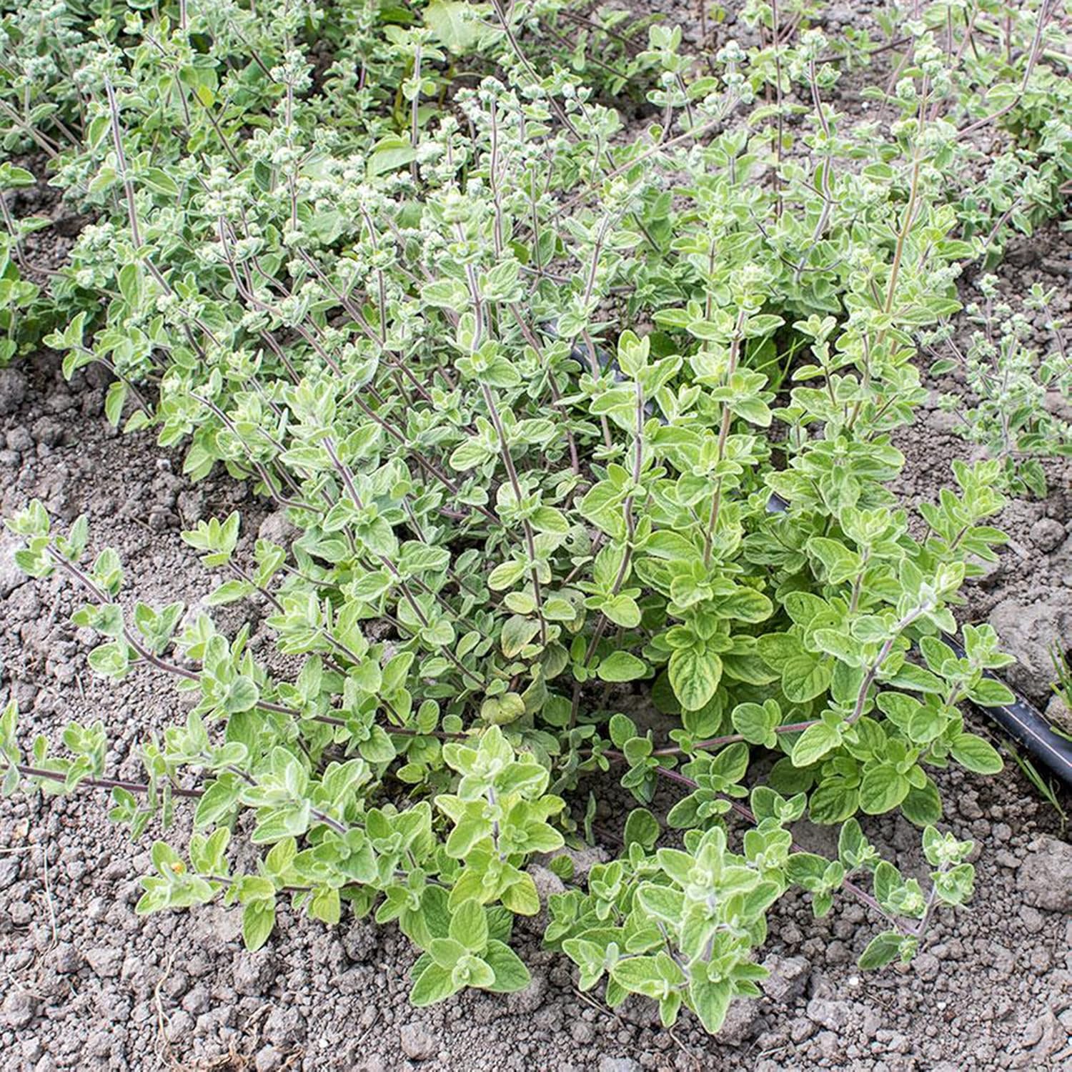 Origanum Syriacum Wild Zaatar Herb Seeds for Aromatic Gardening