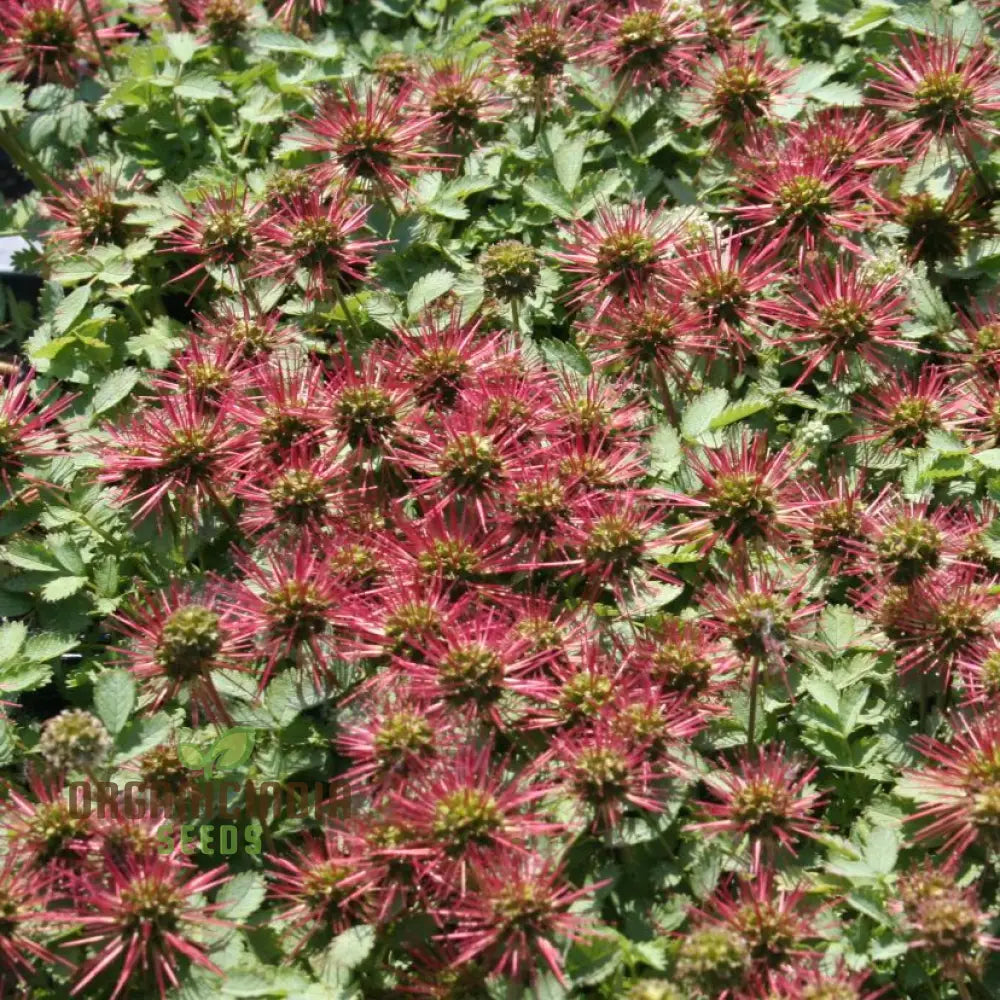 Ornamental Acaena Seeds for Decorative Garden Planting