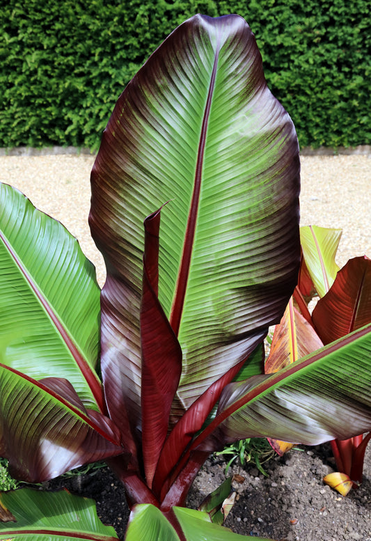 Close-Up of Red and Green Ornamental Banana Foliage