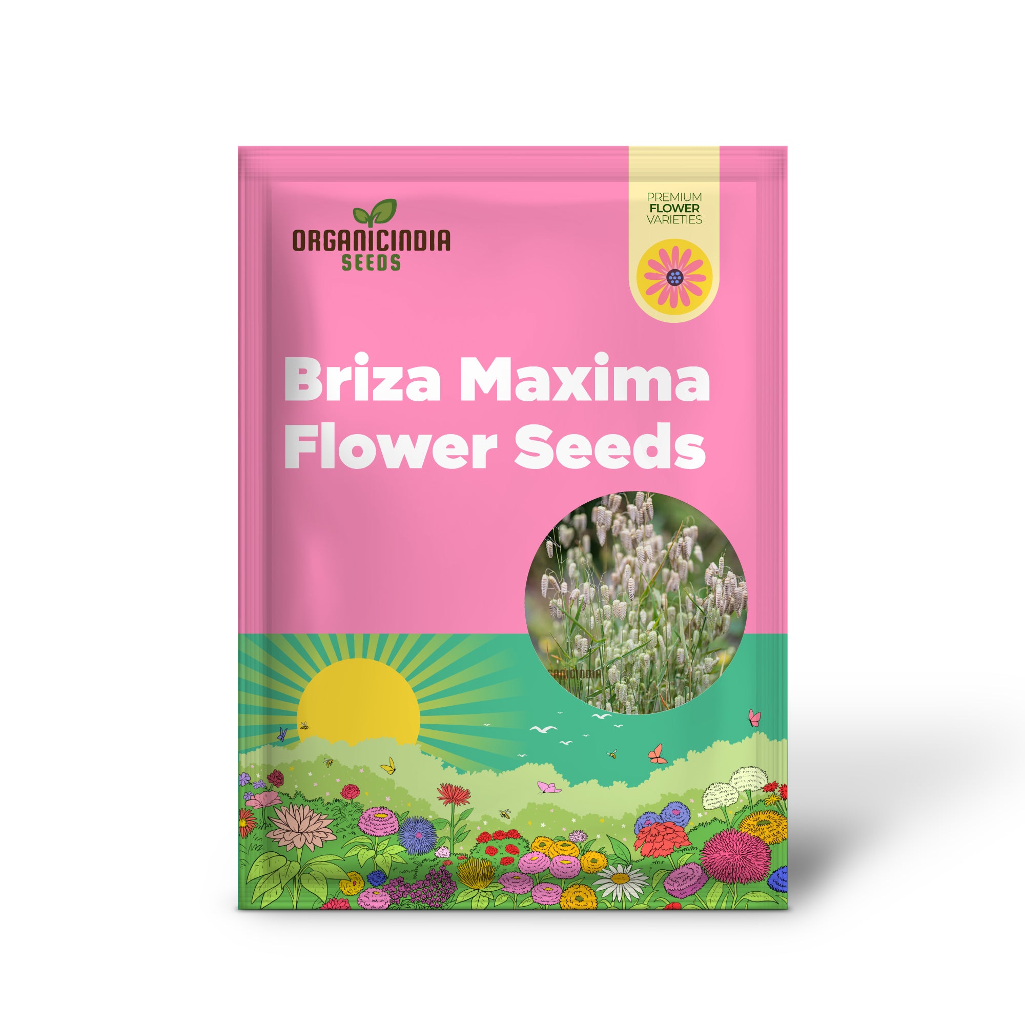 Ornamental Briza Maxima Seeds for Landscaping and Garden Borders