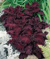 Ornamental Coleus seeds bold foliage plant