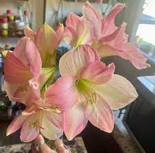 Ornamental Plant with Unique Flat Topped Blooms