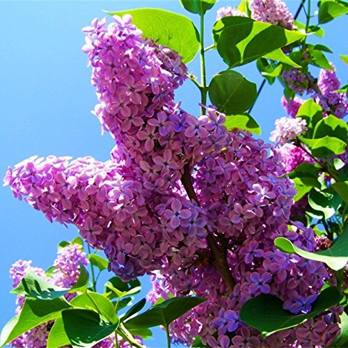 Ornamental Lilac tree seeds for garden planting