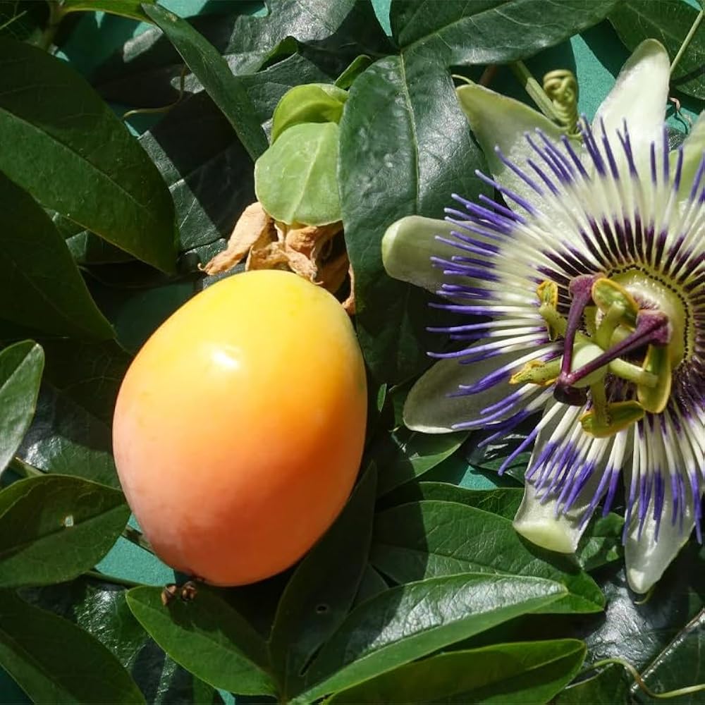 Ornamental passion fruit seeds for home gardens