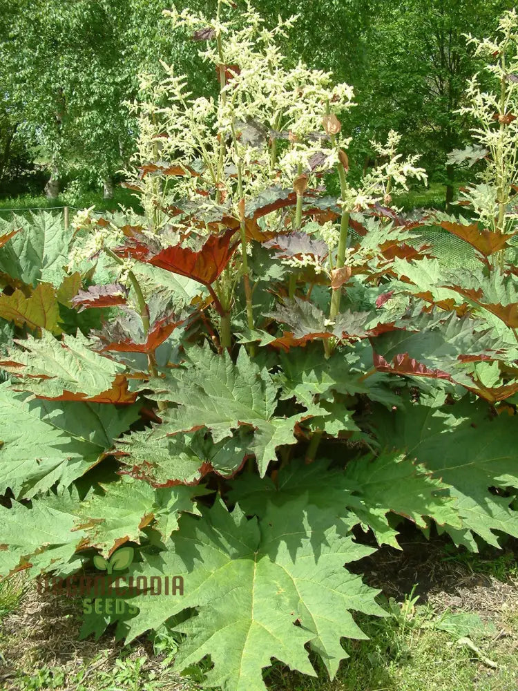 Ornamental Rhubarb Seeds Rheum Palmatum for Landscapes and Borders