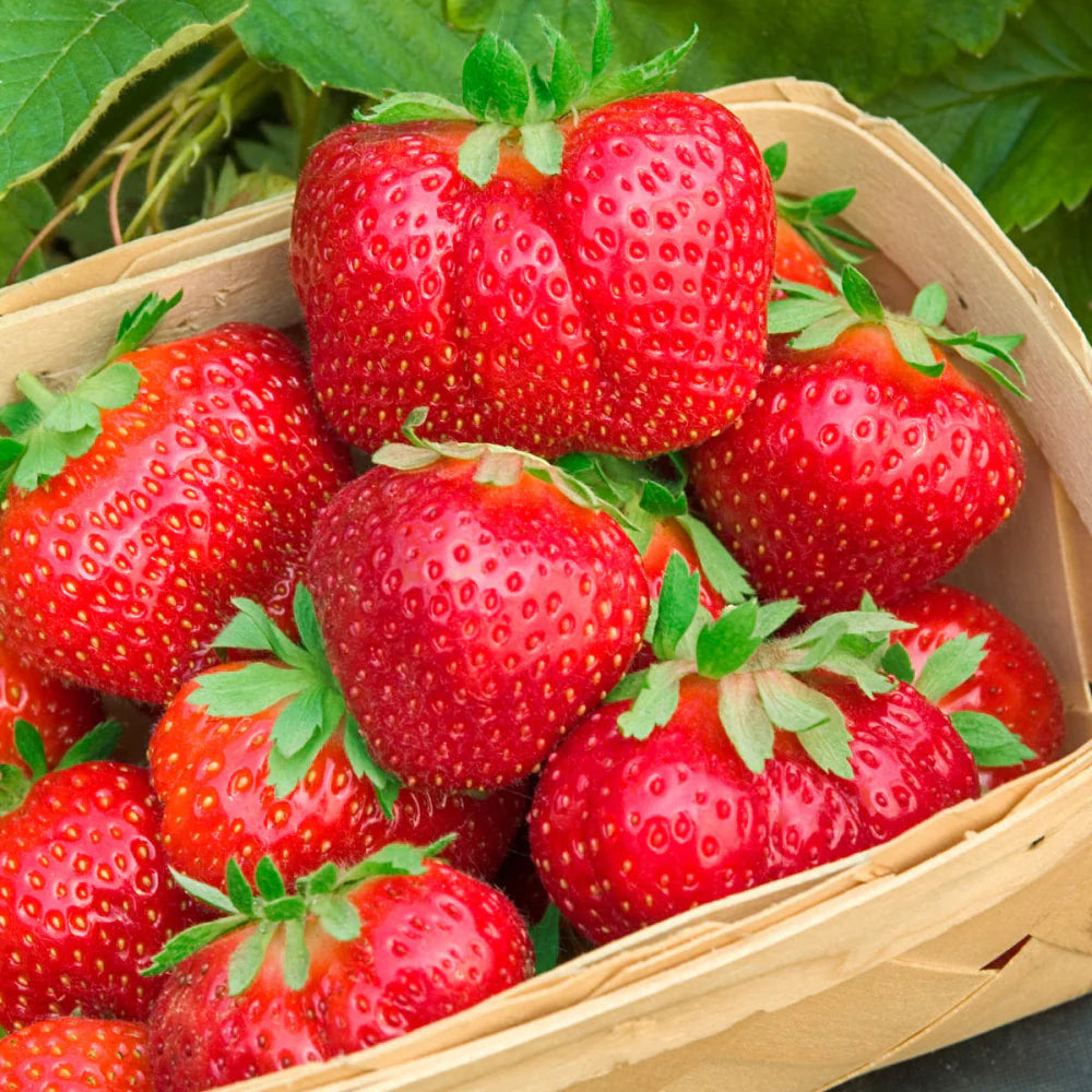 Ornamental strawberry fruit seeds for home gardens