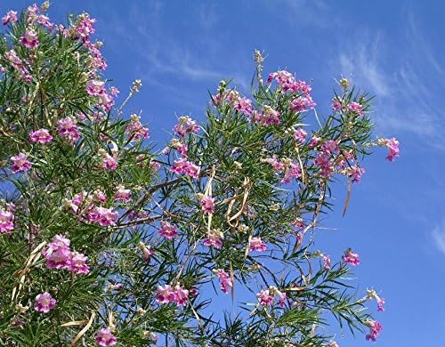 Non-GMO Desert Willow seeds for xeriscaping gardens