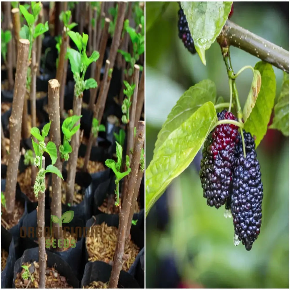 Ornamental weeping mulberry plant seeds for decorative garden trees