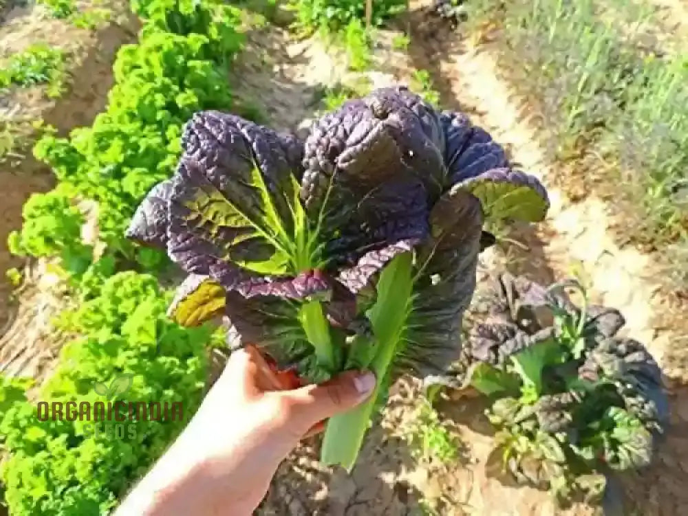 Harvested Osaka Purple Lettuce Leaves from Garden