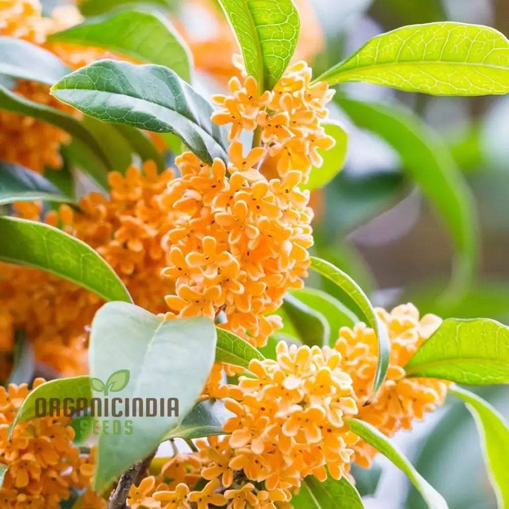 Osmanthus fragrans seeds for planting