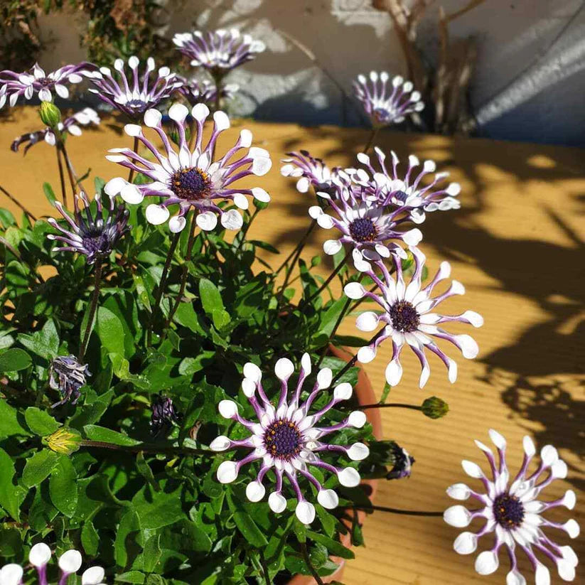 Osteospermum seeds germinating in seed tray