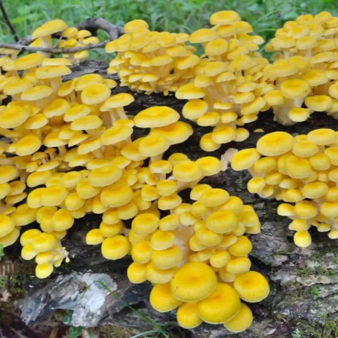 Yellow-Gold Oyster Mushroom Clusters from Seeds, High-Yield Edible Mushrooms