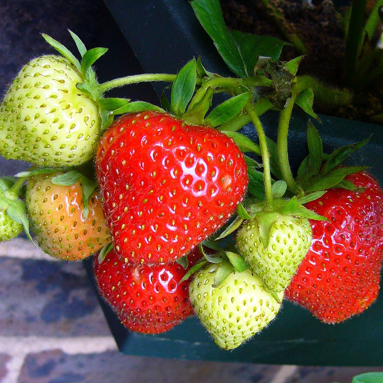 Ozark Beauty strawberry seeds for planting sweet everbearing berries