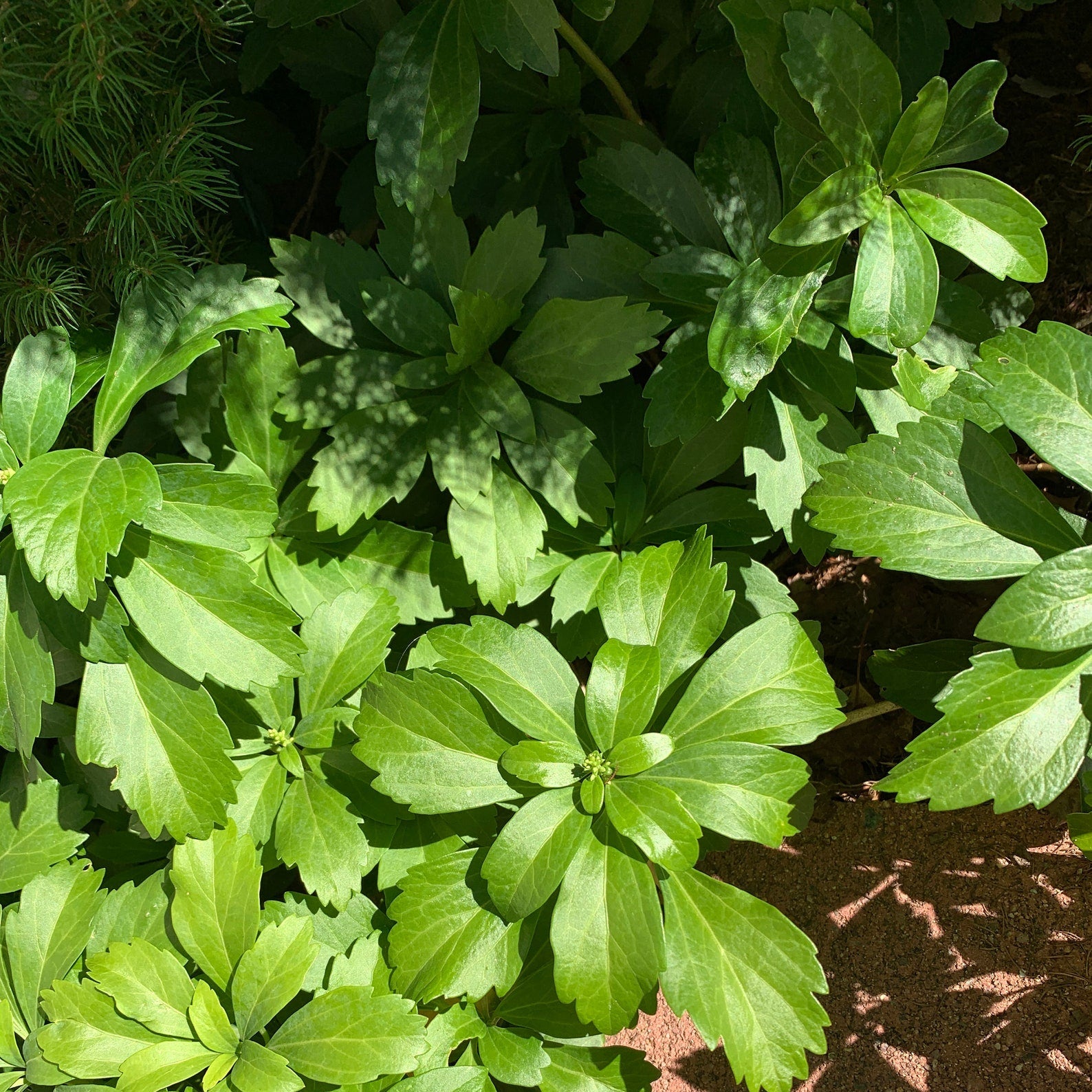 Pachysandra Groundcover for Garden Borders and Slopes