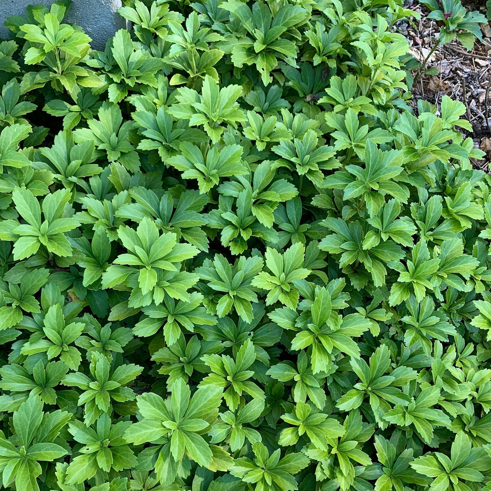 Pachysandra Seeds for Planting Fresh Groundcover Non-GMO