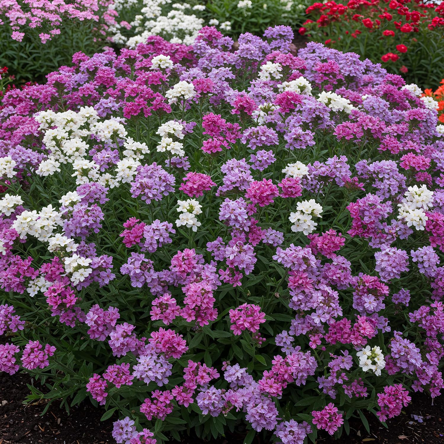 Pacific Mix Statice Seeds for Colorful Summer Blooms