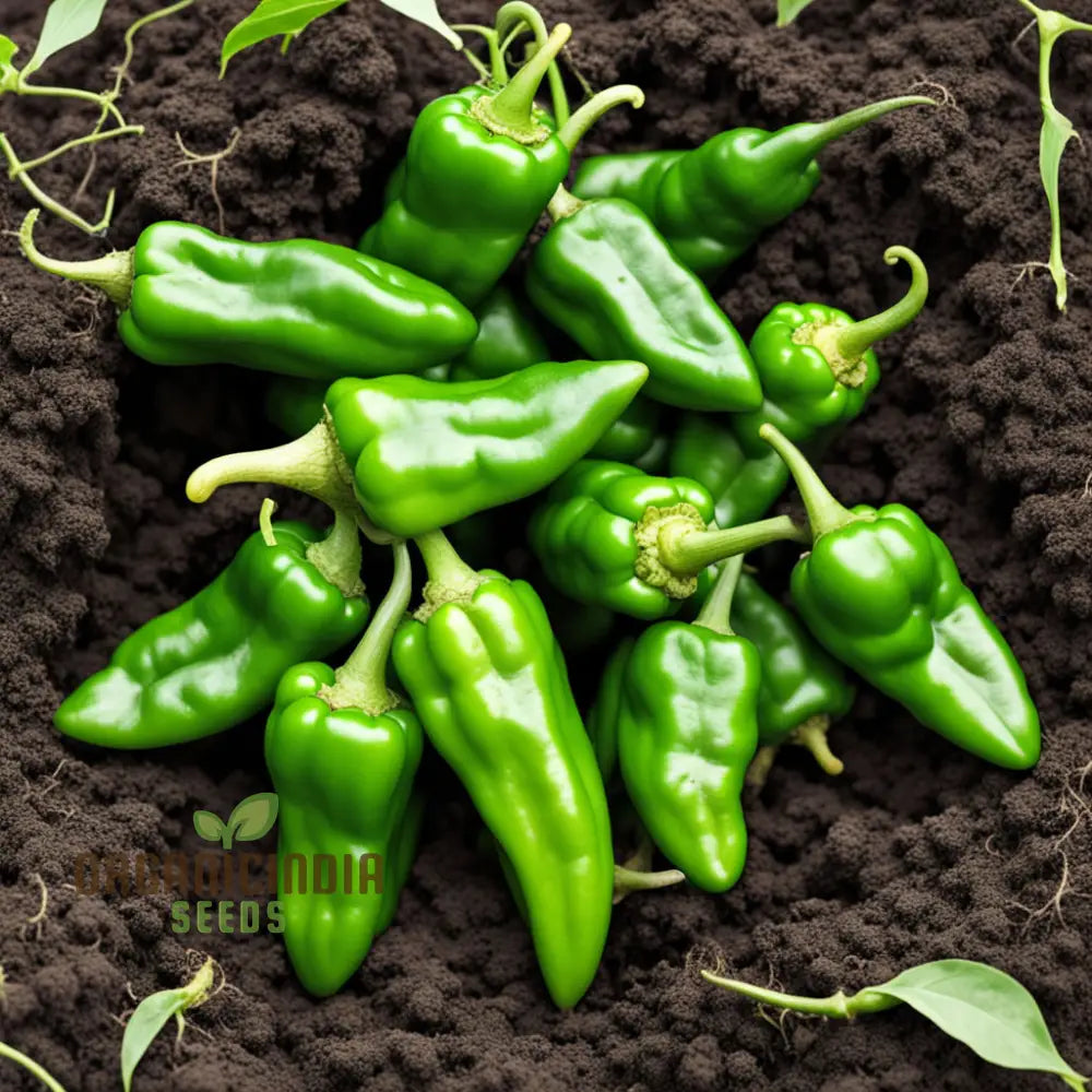 Green Padron Peppers on Plant, Mild to Spicy Home Garden Vegetable Seeds