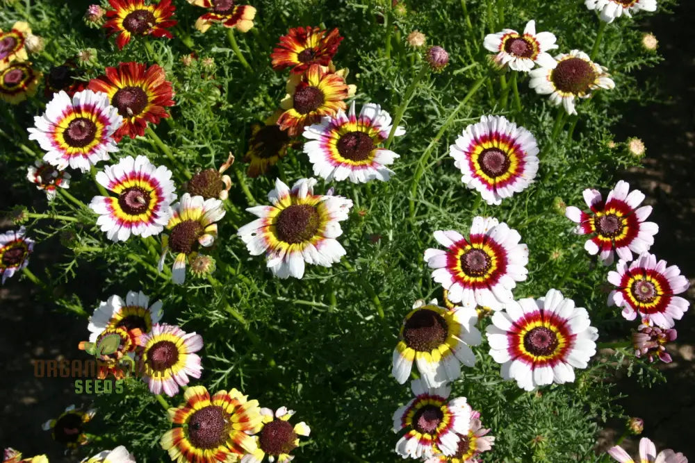 Painted Daisy seeds planted in garden bed for vibrant blooms